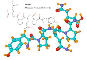Gliadin, a primary component of gluten, and a chief cause of celiac symptoms